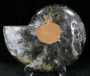 Black Ammonite (Half) - Rare Coloration #23908-1